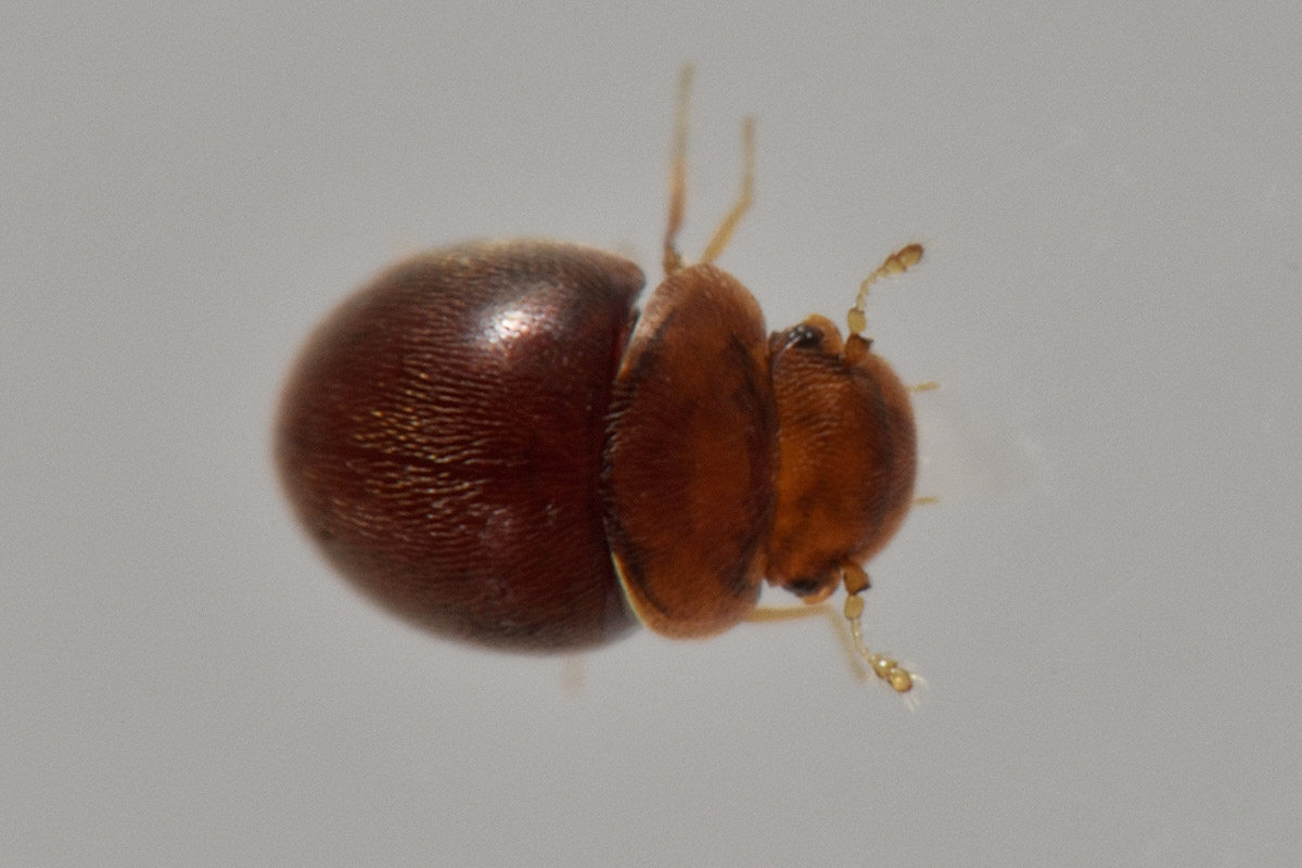 Clambidae: Loricaster testaceus? S.